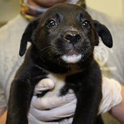 NJ PUPPY RESCUE INC in Milford, New Jersey