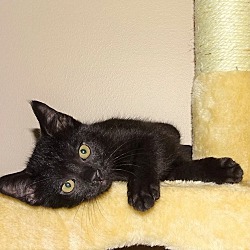 Photo of Ziegel-Black Cats are Amazing