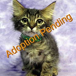 Australia Maine Coon Rescue Adoptions Rescueme Org