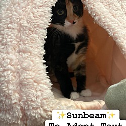 Thumbnail photo of SUNBEAM #4