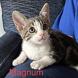 Photo of Magnum
