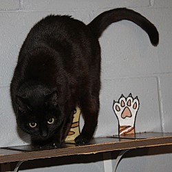 Thumbnail photo of Jayde (Spayed/Combo Tested) #2