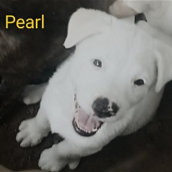 Thumbnail photo of Pearl #3