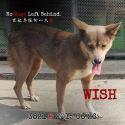 Thumbnail photo of Wish 3821 #4