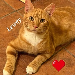 Photo of Lewey 4158