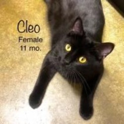 Thumbnail photo of Cleo #4