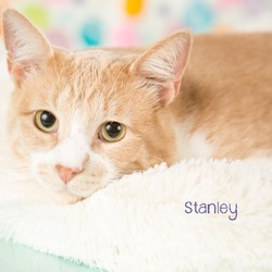 Thumbnail photo of Stanley #1