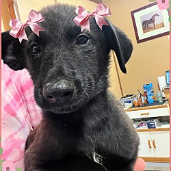 Thumbnail photo of Cute black lab  pups female #1