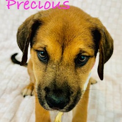 Thumbnail photo of Precious AM #3