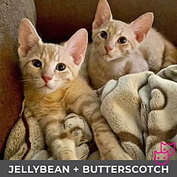 Thumbnail photo of Jellybean (b/w Butterscotch) #3