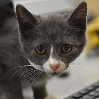 adopt a pet