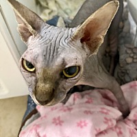 adopt a pet