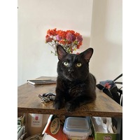 adopt-pet