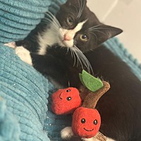 adopt a pet