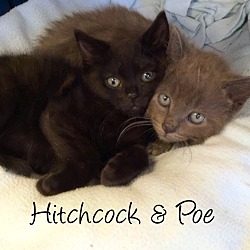 Thumbnail photo of black kitties fees are 1/2 off #4