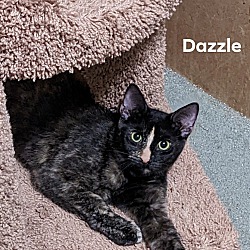 Thumbnail photo of Dazzle #2