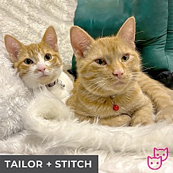 Thumbnail photo of Tailor (bonded with Stitch) #4