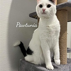 Photo of Pawtunia