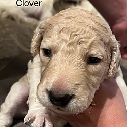 Thumbnail photo of Clover #3