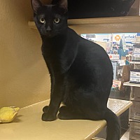 adopt a pet