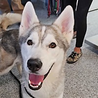 adopt a pet