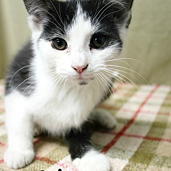 Thumbnail photo of Phineas-Kitten born Sept! #3