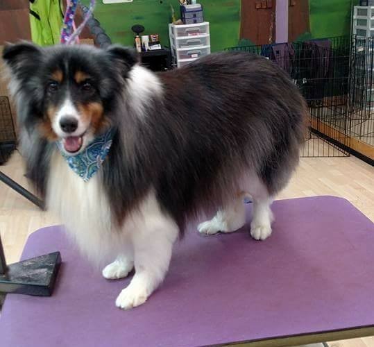 cryptic blue sheltie