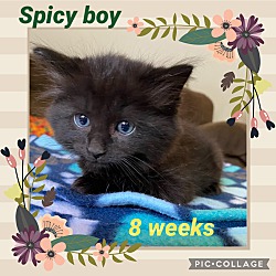 Thumbnail photo of Spicy #2