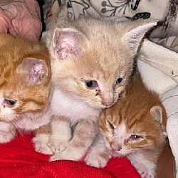 Photo of Orange Kitten Litter To Foster - New Arrivals!