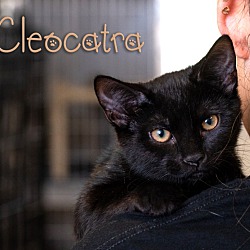 Photo of Cleocatra