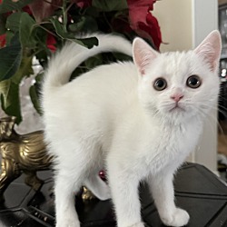 Cat for adoption - Kittens at Midlothian PetSmart store, a