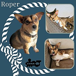 Photo of Roper