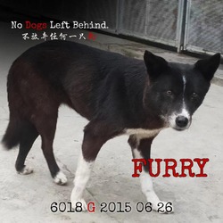 Photo of Furry 6018