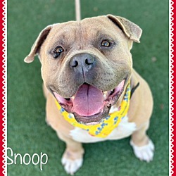 Photo of SNOOP (foster to adopt)