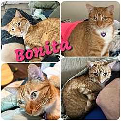 Photo of Bonita