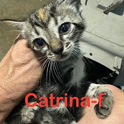 Photo of Catrina 24