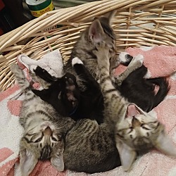 Thumbnail photo of 7 Kittens #1