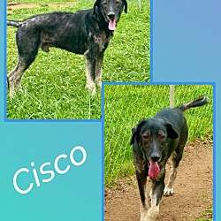 Thumbnail photo of Cisco #2