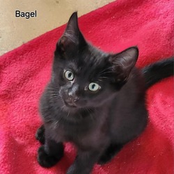 Photo of Bagel