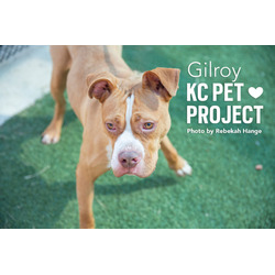 Thumbnail photo of Gilroy #1