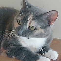 Thumbnail photo of Patches #3