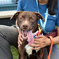 adopt a pet