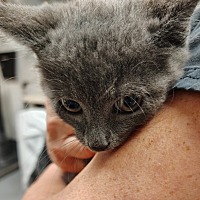 adopt a pet