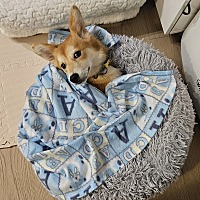 adopt-pet