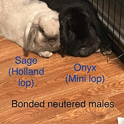 bonded pet photo