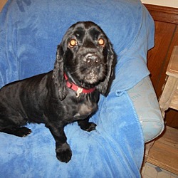 Thumbnail photo of Mattie -Adopted! #2