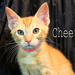 Thumbnail photo of Cheeto #2