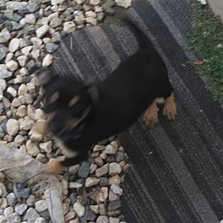 Thumbnail photo of Coco pup #1
