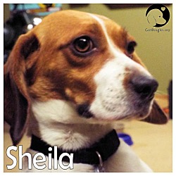Thumbnail photo of Sheila #1