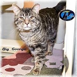 Thumbnail photo of Big George #1